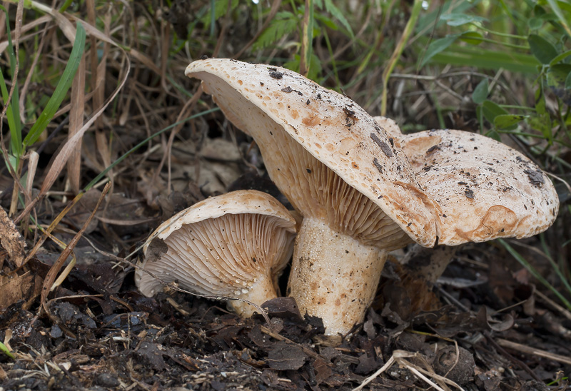 Lactarius acerrimus